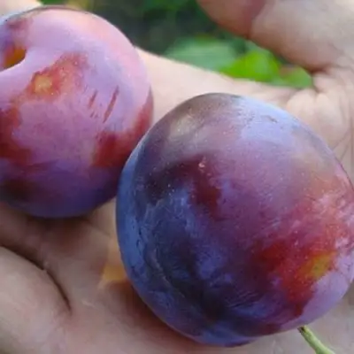 Слива РЕНКЛОД в Витебске