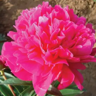 Пион РУБИНОВЫЙ СВЕТ травянистый в Витебске