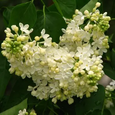 Сирень ПРИМРОУЗ в Витебске