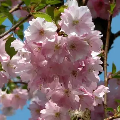 Вишня АККОЛЕЙД цветущая в Витебске