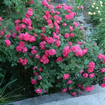 Роза ДЖОРДЖ ВАНКУВЕР флорибунда в Витебске