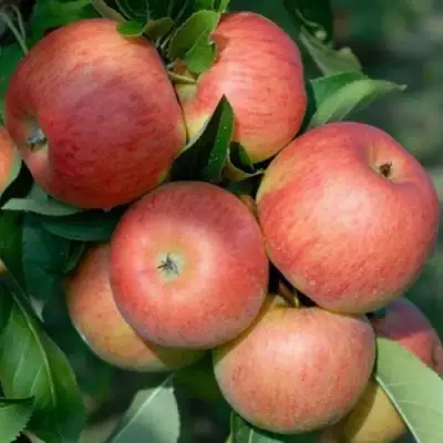 Яблоня ТОПАЗ в Витебске