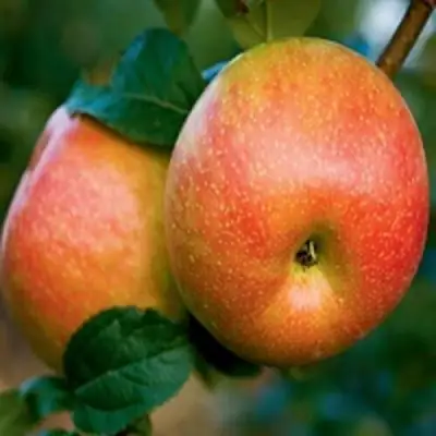 Яблоня ПЕРСИКОВАЯ в Витебске