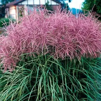 Мискантус МАЛЕПАРТУС китайский  в Витебске