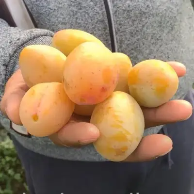 Слива ЯХОНТОВАЯ в Витебске