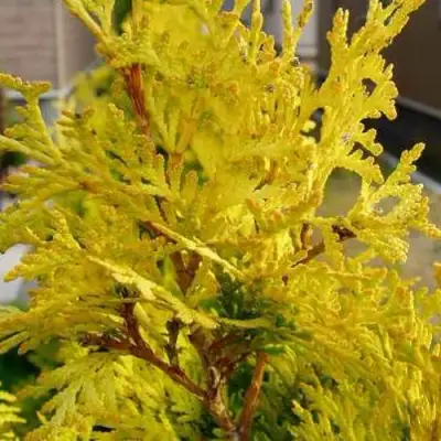 Туя ЕВРОПА ГОЛД западная в Витебске