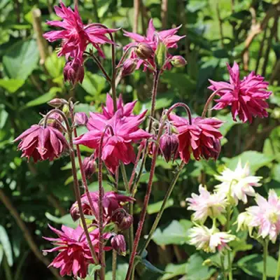 Аквилегия БАРЛОУ БОРДО обыкновенная в Витебске