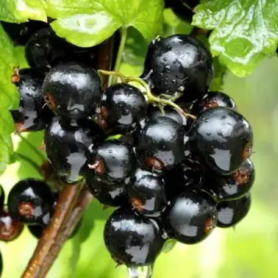 Смородина чёрная БЕЛОРУССКАЯ СЛАДКАЯ в Витебске
