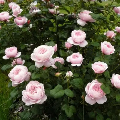 Роза КУИН ОФ СУИДЕН (КОРОЛЕВА ШВЕЦИИ) английская в Витебске