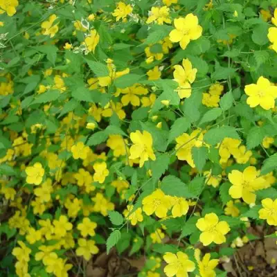 Керрия японская ГОЛДЕН ГИНЕЯ в Витебске