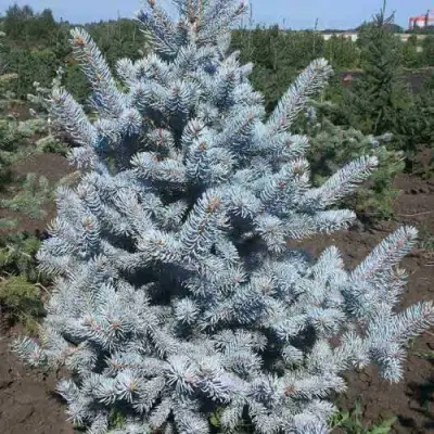 Ель МИСТИ БЛЮ голубая в Витебске