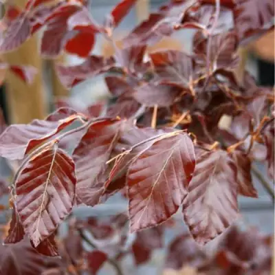 Бук лесной АТРОПУНИЦЕА в Витебске