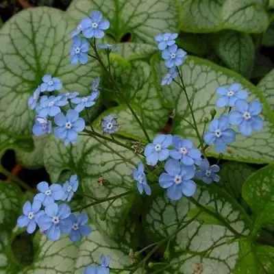 Бруннера ДЖЭК ФРОСТ в Витебске