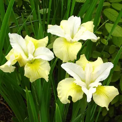 Ирис ЙЕЛЛОУ ТЕЙЛ сибирский в Витебске