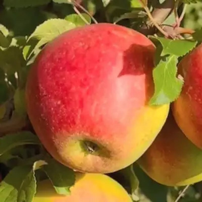 Яблоня САКАВИТА в Витебске