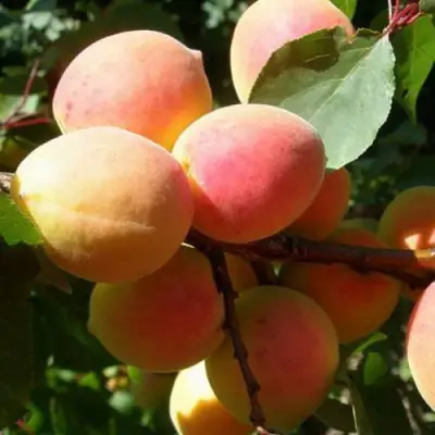 Абрикос СЮРПРИЗ в Витебске