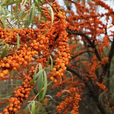 Облепиха СЕРАФИМА в Витебске