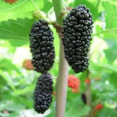 Шелковица ГАЛИЦИЯ в Витебске