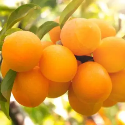 Слива МАРА в Витебске