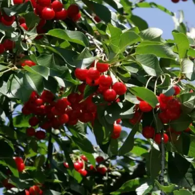 Вишня БРУСНИЦЫНА степная в Витебске