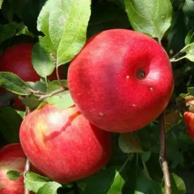 Яблоня ВАЛЕРИЯ в Витебске