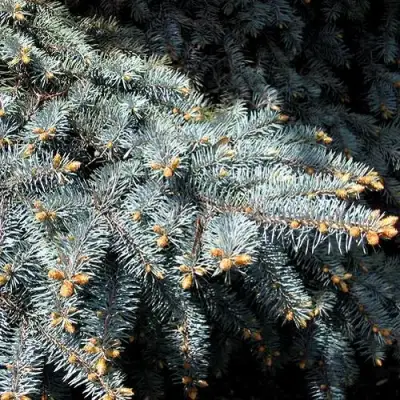 Ель НАНА сизая в Витебске