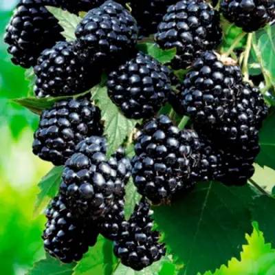 Ежевика ЛОХТЕЙ бесшипная в Витебске