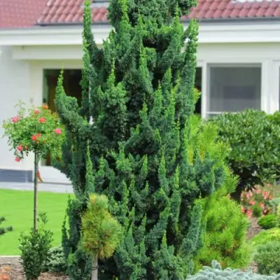 Кипарисовик ВИСЕЛЛИ лавсона в Витебске