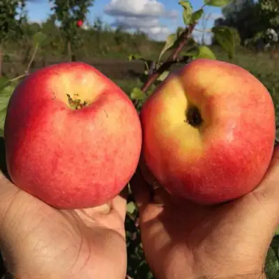 Яблоня КОВРОВОЕ стелющаяся в Витебске