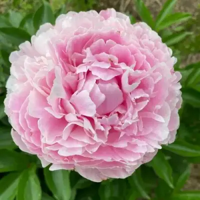 Пион КАТРИН ФОНТЕЙН травянистый в Витебске