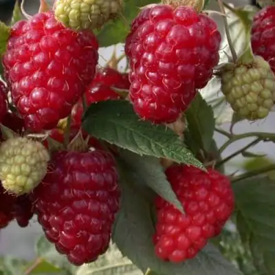 Малина ЭЛЕГАНТНАЯ в Витебске