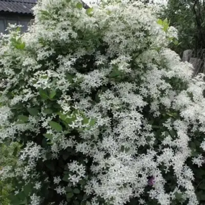 Клематис МАНЬЧЖУРСКИЙ в Витебске