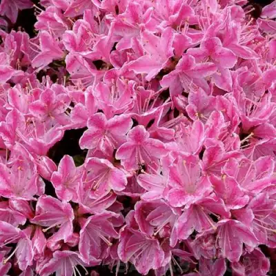 Азалия КЕРМЕСИНА РОУЗ японская в Витебске