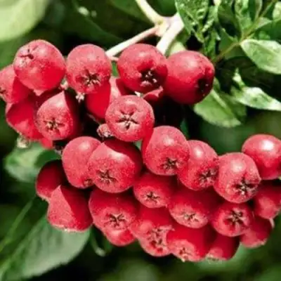 Рябина МОРАВСКАЯ сладкоплодная в Витебске