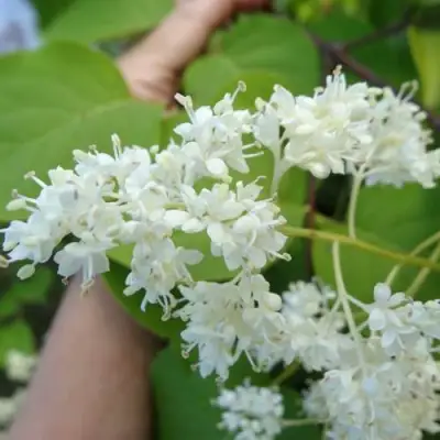 Сирень АМУРСКАЯ в Витебске