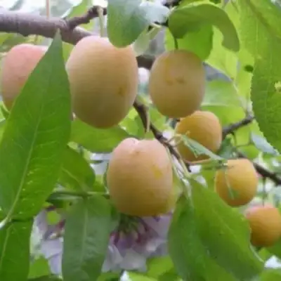 Слива УТРО в Витебске