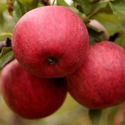 Яблоня ГАЛА ШНИГА в Витебске