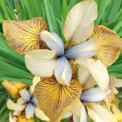 Ирис ФЛАЙИНГ ФИДДЛЗ сибирский в Витебске