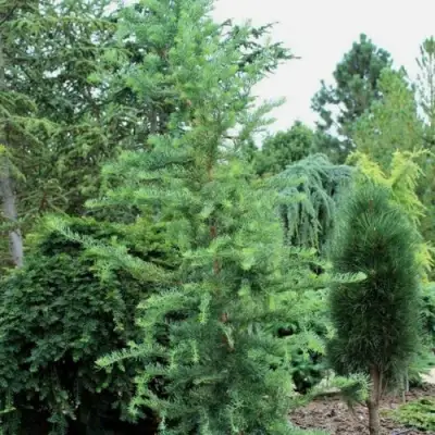 Лиственница КЕМПФЕРА в Витебске