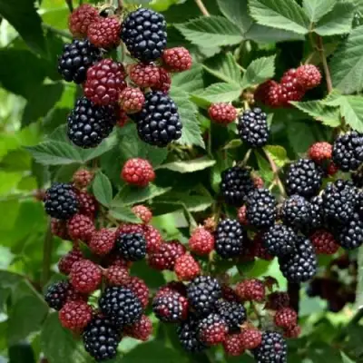 Ежевика РУБЕН ремонтантная  в Витебске