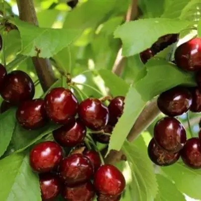 Черешня ИПУТЬ в Витебске