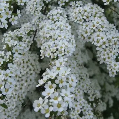 Спирея АРГУТА в Витебске