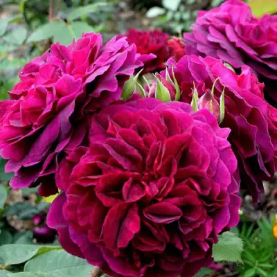 Роза МАНСТЕД ВУД английская в Витебске