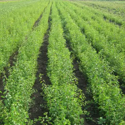 Подвой сливы ДИКАЯ АЛЫЧА в Витебске