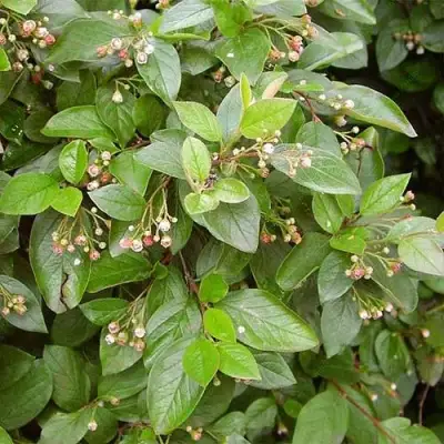 Кизильник блестящий в Витебске