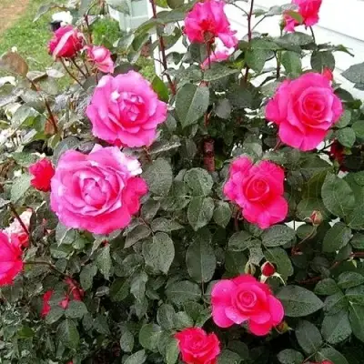 Роза МАЛИНОВЫЙ ЗВОН чайно-гибридная в Витебске