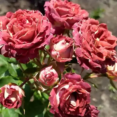 Роза ТИРАМИСУ спрей в Витебске