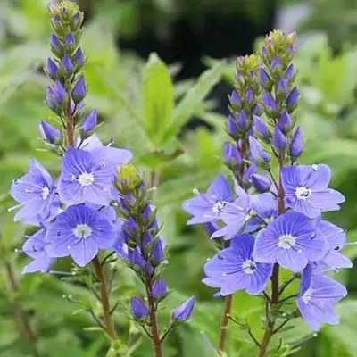 Вероника РОЯЛ БЛЮ большая в Витебске