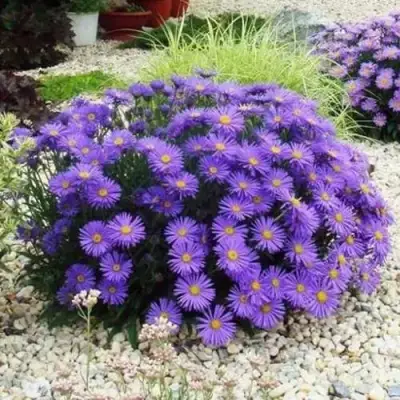 Астра ЛЕДИ ИН БЛЮ в Витебске