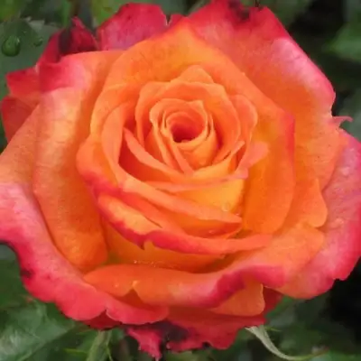 Роза ВАУ чайно-гибридная в Витебске